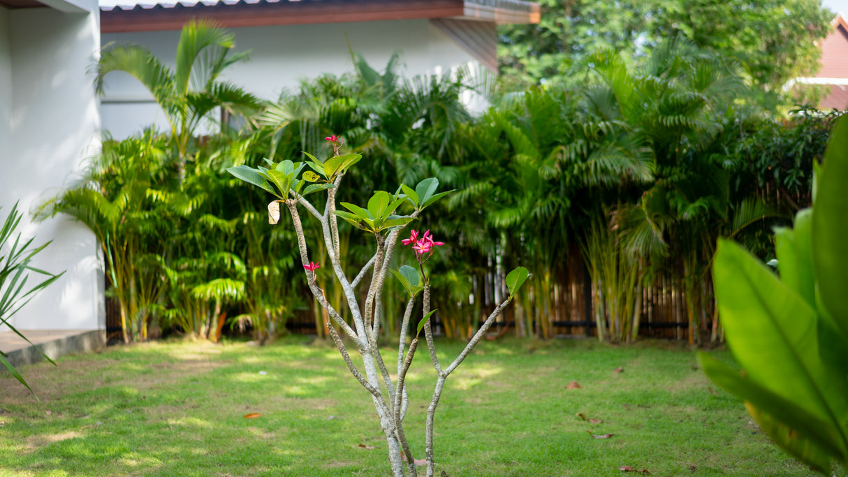 White Orchid Pool House